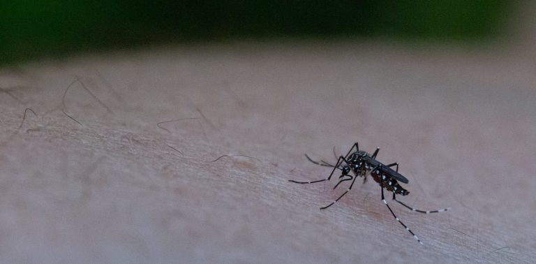 En Córdoba, en 10 años se triplicó el número de viviendas con mosquitos transmisores del dengue