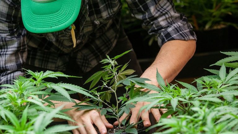 Cannabis: aprueban un proyecto de cultivo con fines de investigación en Río Negro