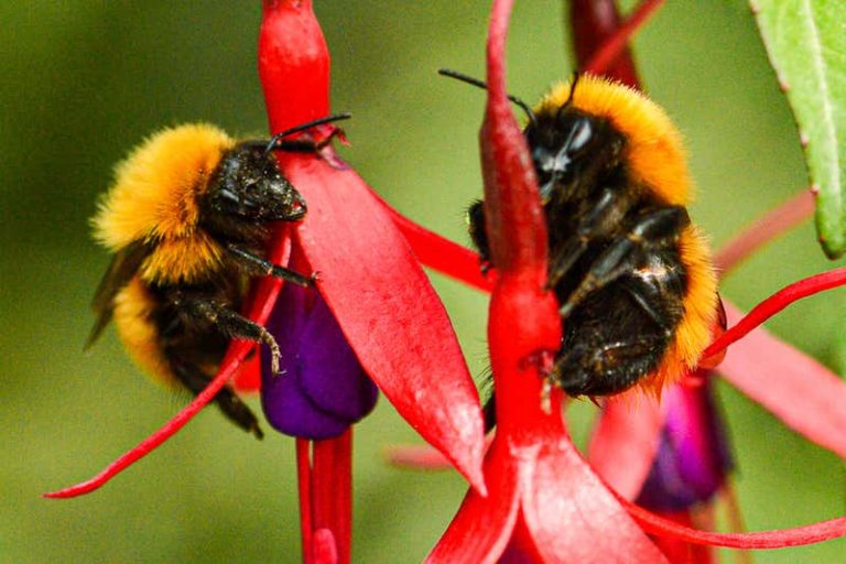 Una cuarta parte de las especies conocidas de abejas han desaparecido en los últimos 30 años