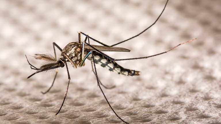 Bioingenieras argentinas crean un método para eliminar huevos del mosquito Aedes aegypti