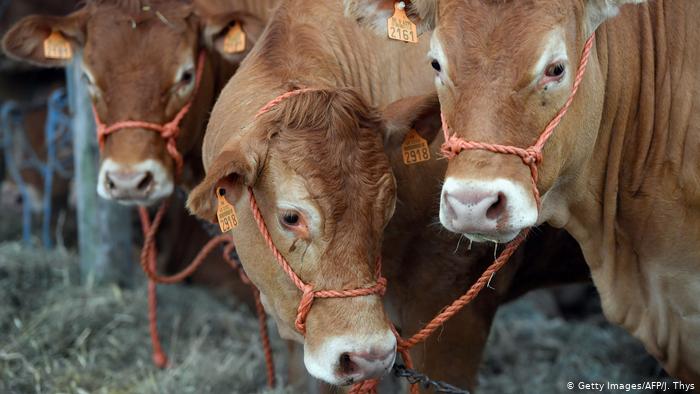 450 ONGs europeas contra el acuerdo UE-Mercosur: «Ignora el bienestar animal»