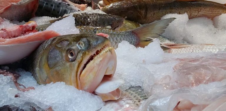 En Córdoba encuentran un cóctel de antibióticos en peces que se venden para consumo familiar