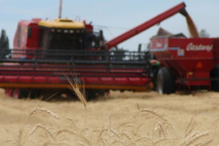 Avanza una gran cosecha de trigo; marcaría un récord histórico de 21 millones de toneladas