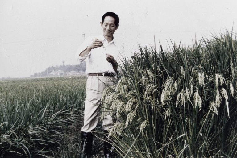 Yuan Longping, el hombre que alimentó a millones