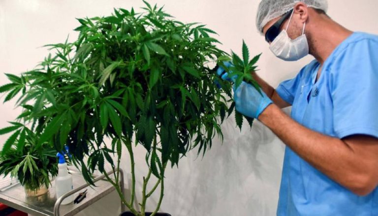 El INTI analizará flores secas de cannabis para la elaboración de productos médicos