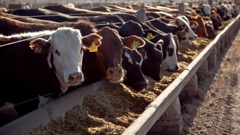 El gobierno destina $ 10 mil millones en créditos para incentivar la producción de carne a corral