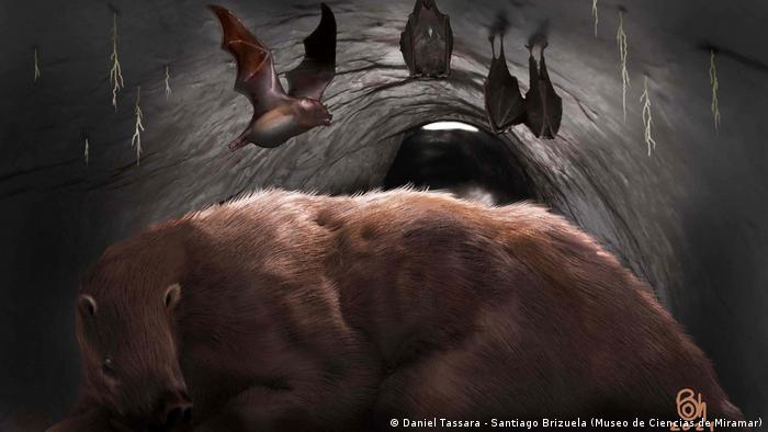 Encuentran cerca de Miramar restos fósiles de un murciélago vampiro gigante de hace 100.000 años