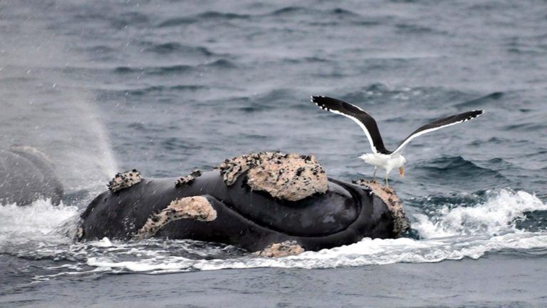 Los basurales de la costa argentina aparecen como causantes indirectos de la mortandad de ballenas