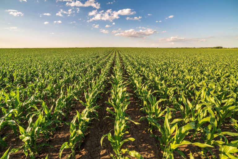 El maíz superará a la soja por primera vez como principal cultivo de Argentina