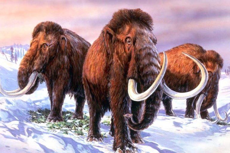 Una empresa de biociencia quiere revivir al extinto mamut lanudo