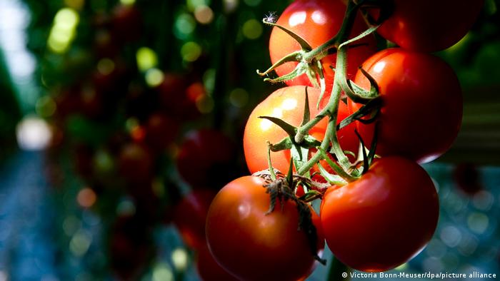 Japón autoriza tomates con el genoma editado para tratar la hipertensión