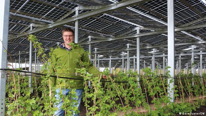Agricultura y energía solar: cosechando electricidad y frutos rojos