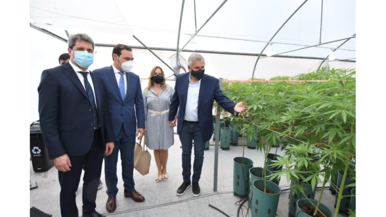 Jujuy se convierte en el primer productor de cannabis medicinal en Latinoamérica