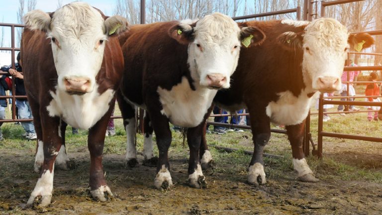 Certificaron en la Argentina la primera producción de carne vacuna carbono negativo del mundo
