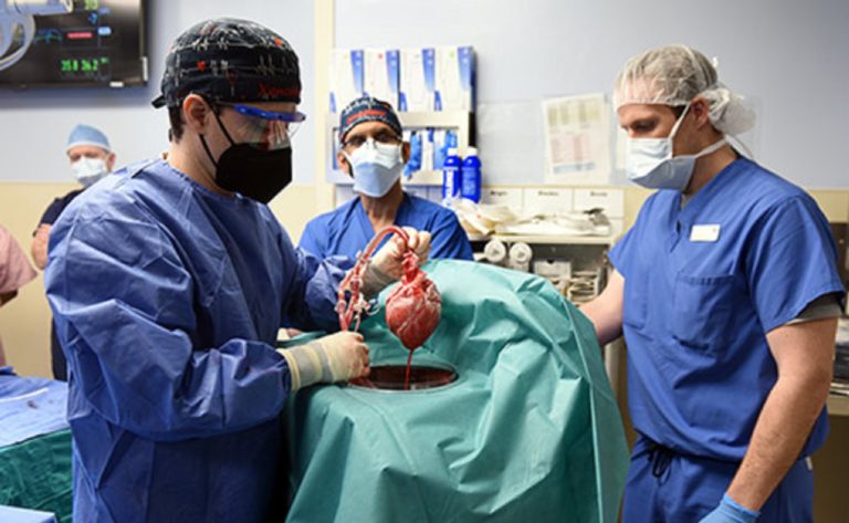 Hito médico: un paciente en EE.UU. recibió el primer trasplante de corazón de un cerdo