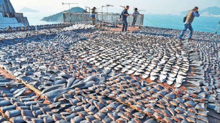 La pesca ilegal no declarada depreda nuestros mares y maltrata a sus trabajadores