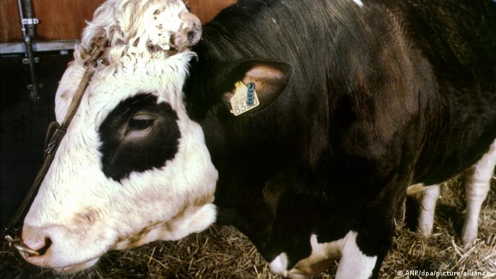 Para una ganadería sostenible ¿la ingeniería genética?