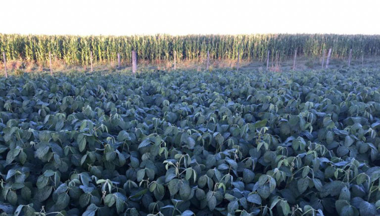 Heladas tempranas a fin de marzo reducen la producción de soja en la Pampa Húmeda en 500 mil toneladas