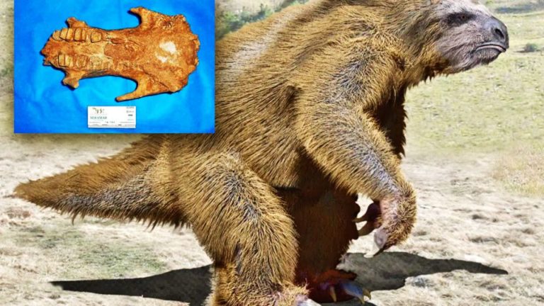 Descubren en San Pedro más de un centenar de fósiles de ocho géneros de animales prehistóricos – Video