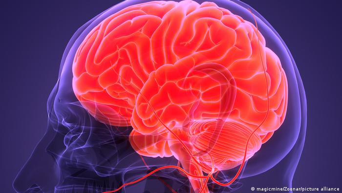 Neurocientíficos identifican una «red lingüística universal» en el cerebro humano