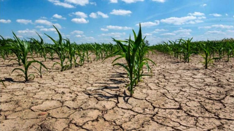 El fenómeno de «La Niña» puede acentuar la sequía, con graves pérdidas para el agro