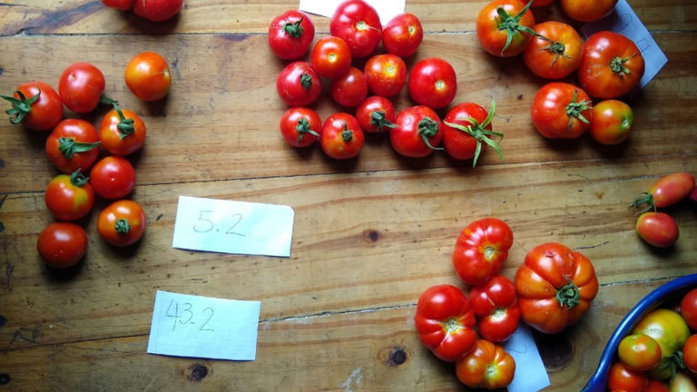 Con semillas del siglo pasado, en Agronomía de la UBA recuperan “el sabor perdido del tomate”