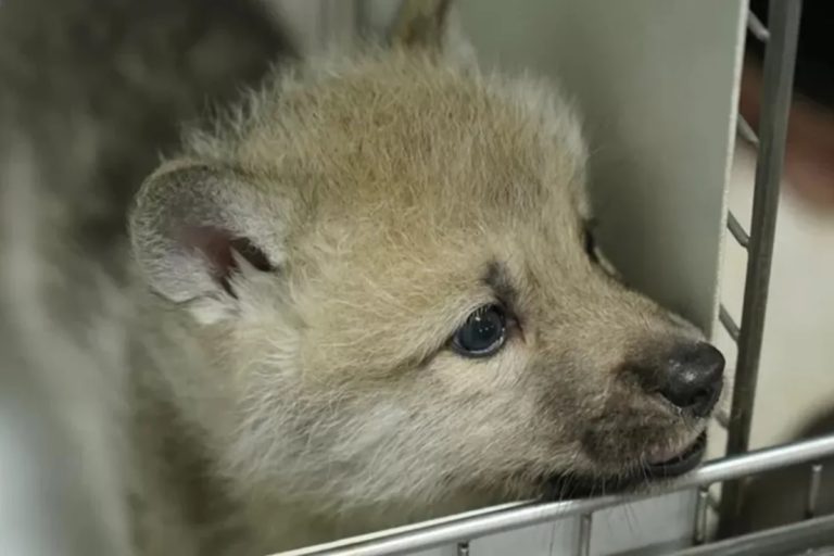 China presentó el primer lobo ártico clonado