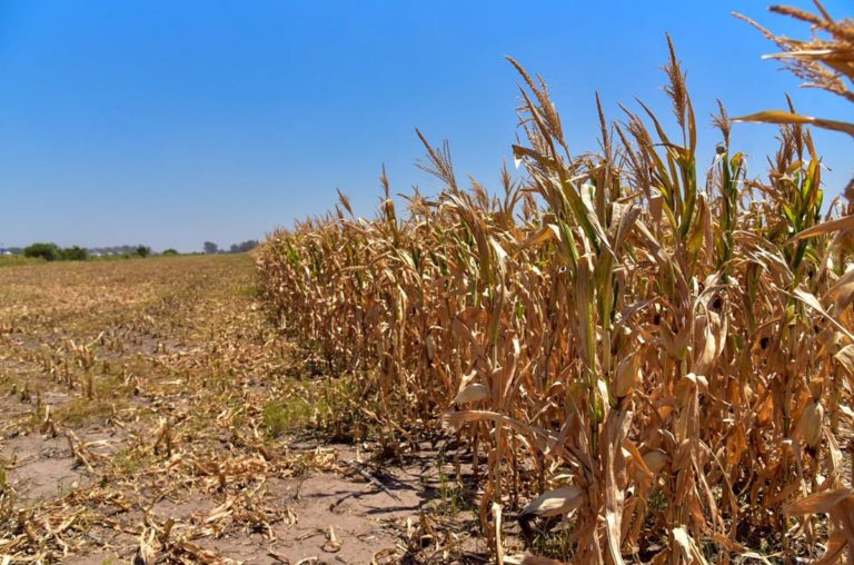 La sequía abarca 140 millones de hectáreas, y la Sociedad Rural reclama medidas urgentes al gobierno