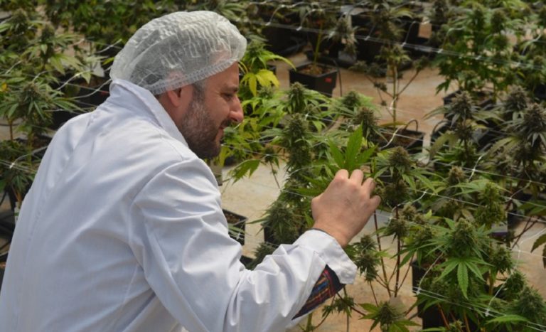El INTA consolida un rol estratégico en el desarrollo de la agroindustria del cannabis
