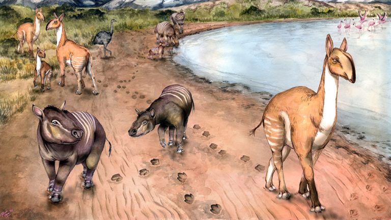 Descubren en La Rioja huellas fósiles que aportan información novedosa sobre mamíferos extintos