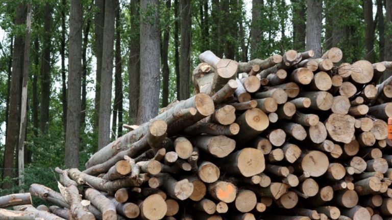 Chubut avanza con un proyecto para sustituir el uso de gasoil por biomasa forestal