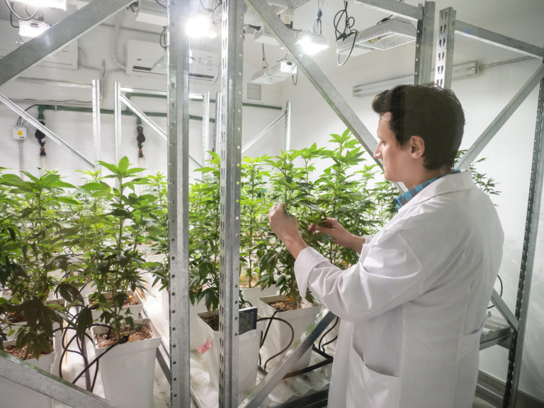 Cálice Biotech: Una startup que busca mejorar geneticamente la planta del cannabis