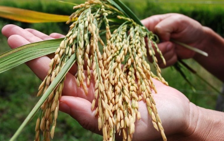 Un informe de la FAUBA sobre el cultivo del arroz en la Argentina