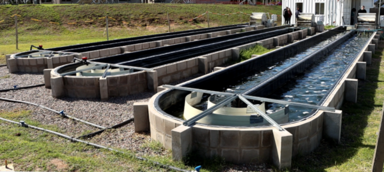 Arrancó la primera planta de tratamiento de aguas con microalgas de la Argentina