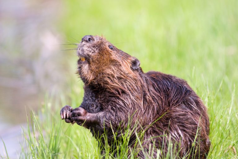 El castor, la plaga que arrasa los bosques de Tierra del Fuego
