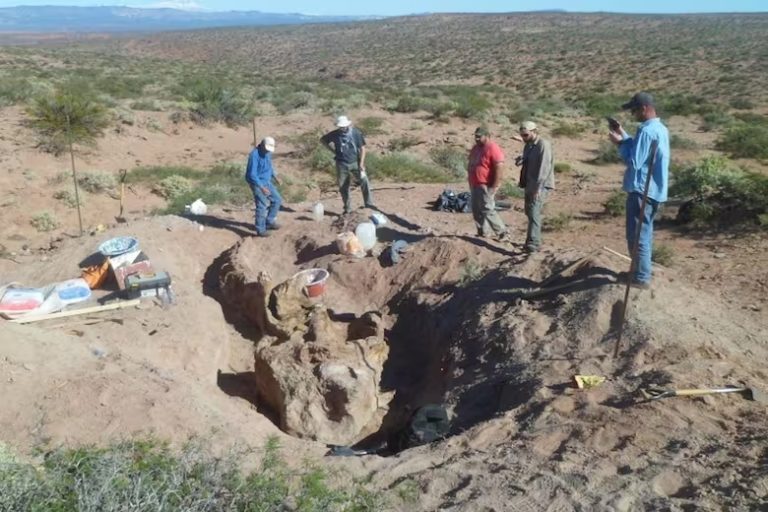 Descubrieron en Neuquen un fosil casi completo de un Titanosaurio