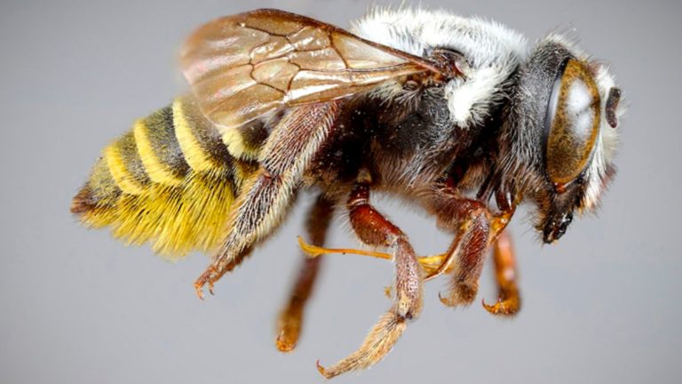 Identifican cuatro nuevas especies de abejas en la Argentina