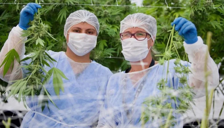 Cannabis medicinal: la industria que creció exponencialmente en 2023