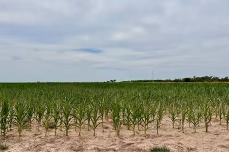 Situación del agro: «siembras asociadas» ante los riesgos de un clima muy variable