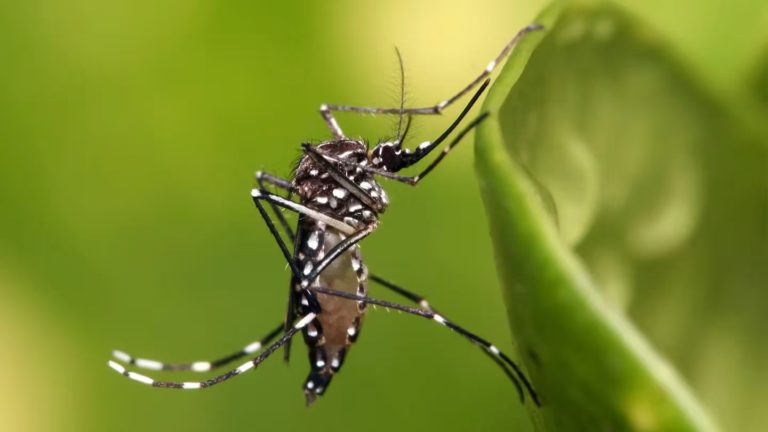 Mapa del dengue en Argentina: más de 200.000 afectados