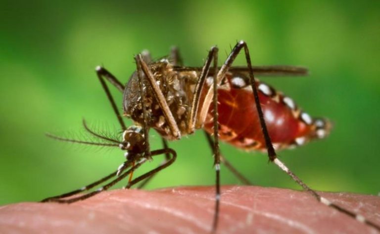 Hoy Argentina sufre 3 epidemias, trasmitidas por mosquitos. En Exactas estudian repelentes