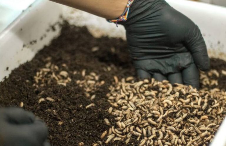 Se inauguró la 1º bioplanta de cría de insectos: producira compuestos organicos