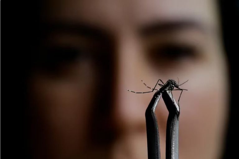 La crisis del dengue en sudamerica es una advertencia global