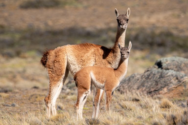 Un biólogo refuta a los ganaderos patagónicos: «El guanaco no es el problema»