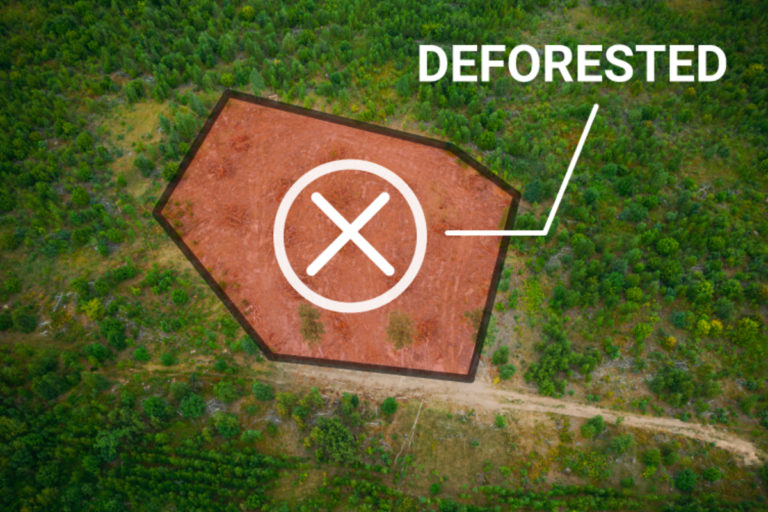 Desarrollan inteligencia artificial para certificar «libre de deforestación»