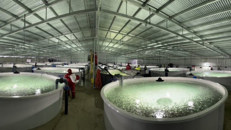 INTA y Conicet: «Producir peces en sistemas circulares es rentable y reduce la contaminación»