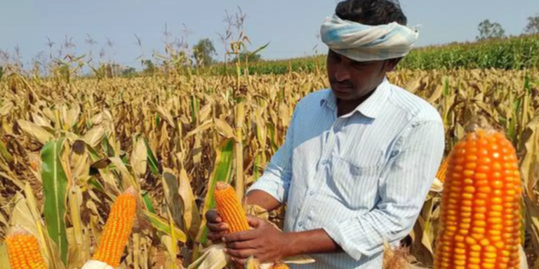 Si India ya no será un gran exportador de cereales, los precios subirán, más termprano que tarde