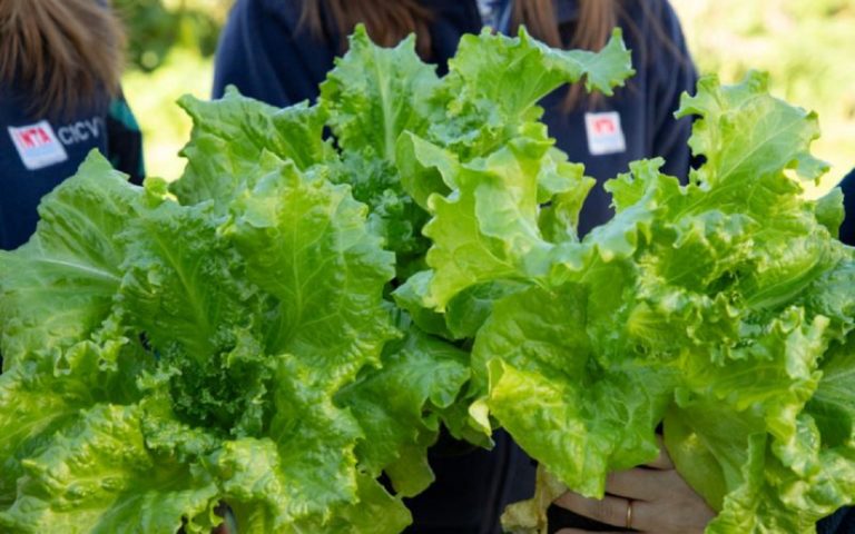 El INTA desarrolló una variedad de lechuga, de casi el doble de peso