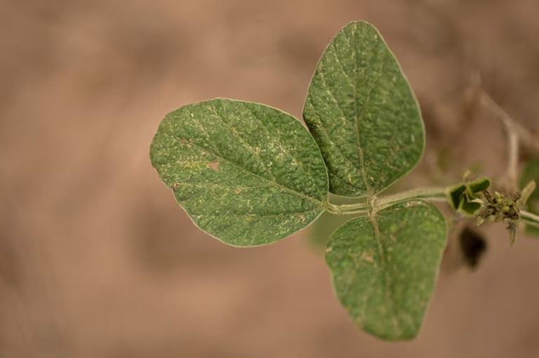 Conicet: un avance en ciencia basica sobre los genes.  Que puede multiplicar el rendimiento de los cultivos