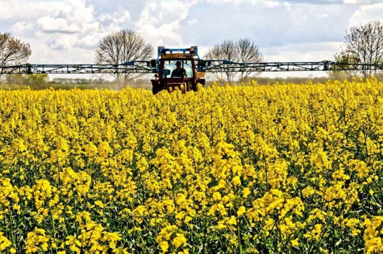 La colza: el cultivo que busca ganar superficie y potencia a la soja de segunda